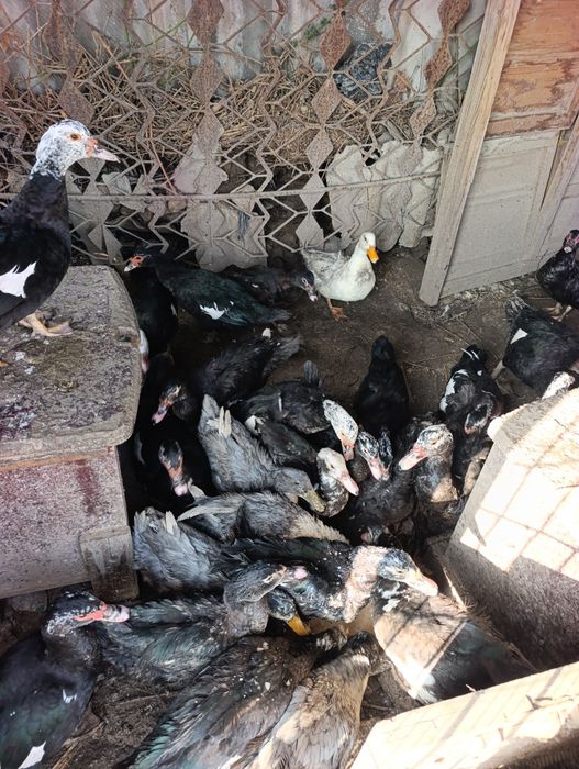 Индоутки продается