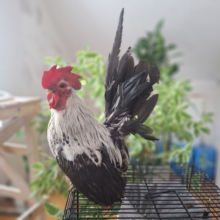 Куры шабо (япония)