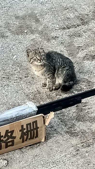 Отдам котенка в добрые руки мышелов