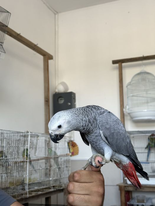 Продам попугая жако 550 К