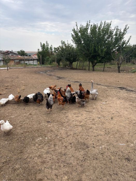 Продавам домашни снасящи кокошки,петли