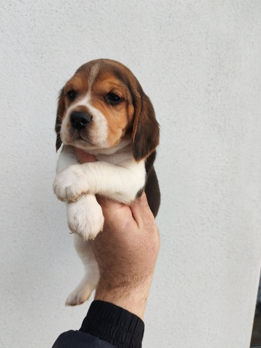 Băiețel beagle rasa pura din părinți cu certificate pedigree