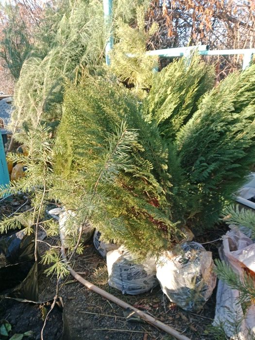 Продам можжевельник, сосна