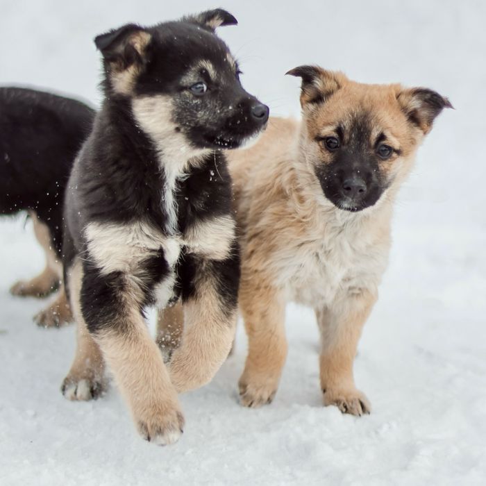 Отдам щенков в добрые руки