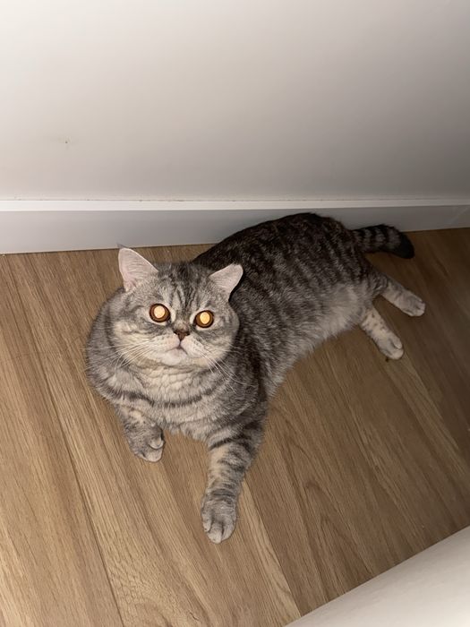 Отдам котика бесплатно