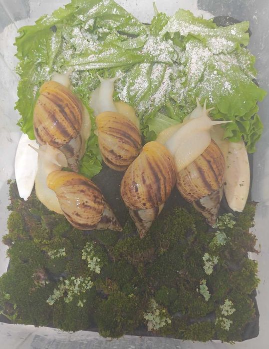 Продаю улиток Ахатина Альбино.