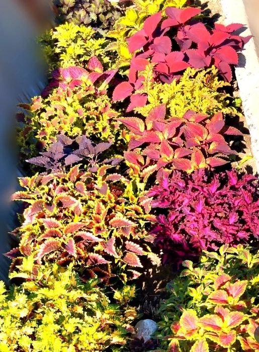 Вегетативные колеусы. Коллекция более 150 сортов!