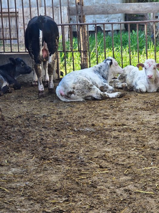 Vand vitei intarcati