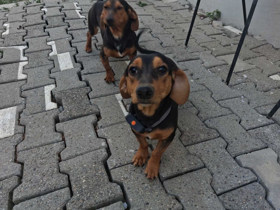 Tekel băieți/frați