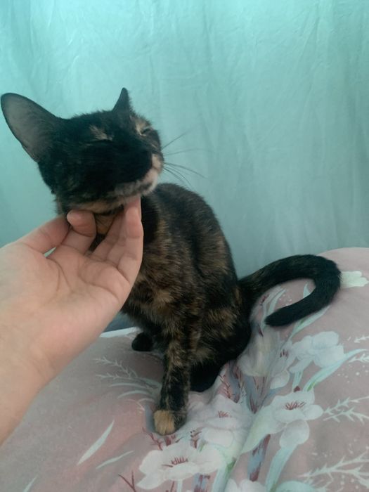 Отдам кошку в хорошие руки, девочка