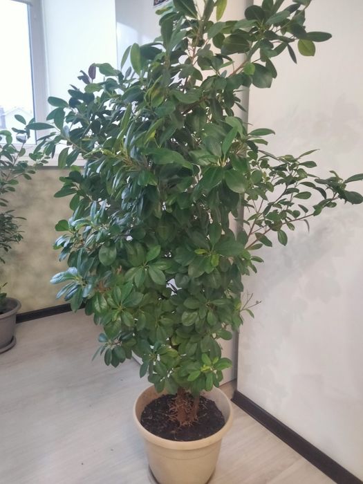 Продам комнатные растения