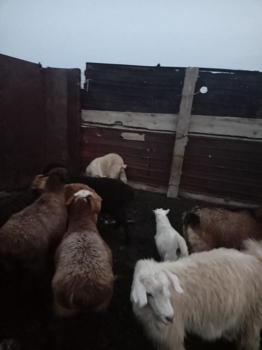 Семиз ешкилер сатылады