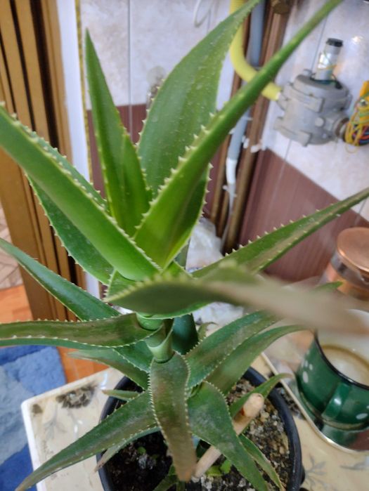 Vând  planta in ghiveci Aloe Vera
