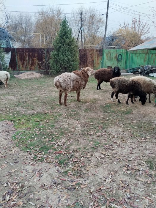 Продам кошкара. Арашан