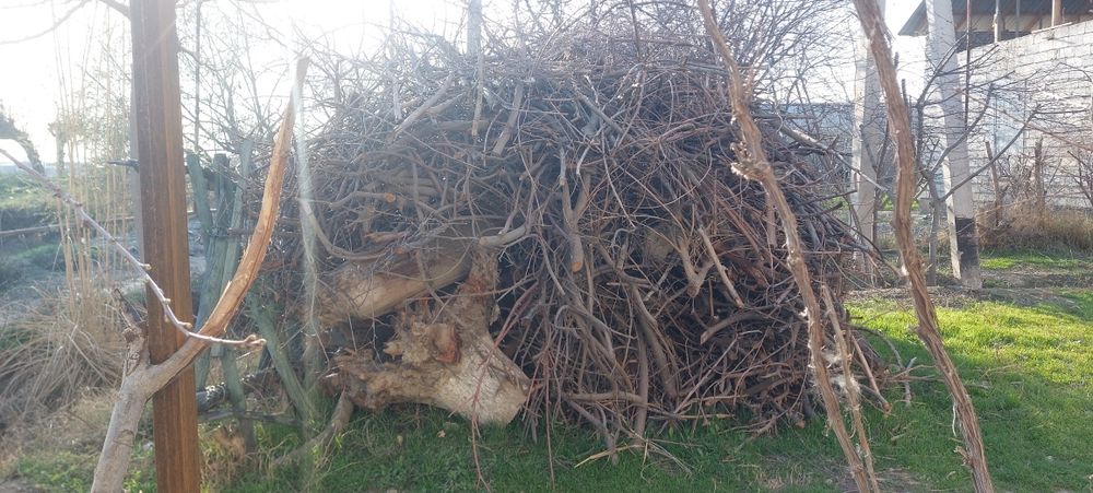 Oʻtin sotiladi. Olma daraxtiniki