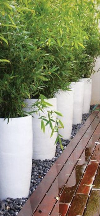 Plante si bambus ornamental