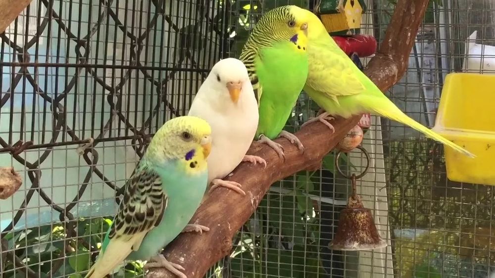 Волнистые Попугай