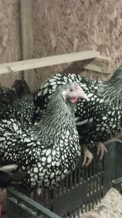 Инкубационное яйцо