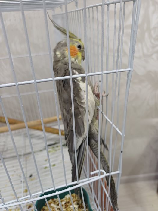 Продам попугая...
