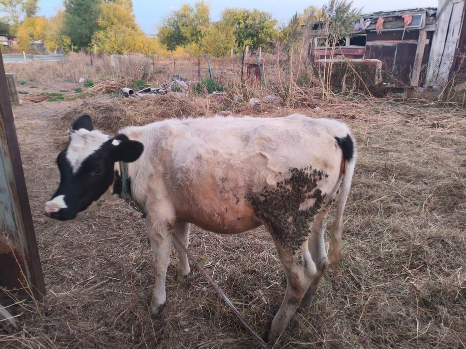 Продам корову дойную