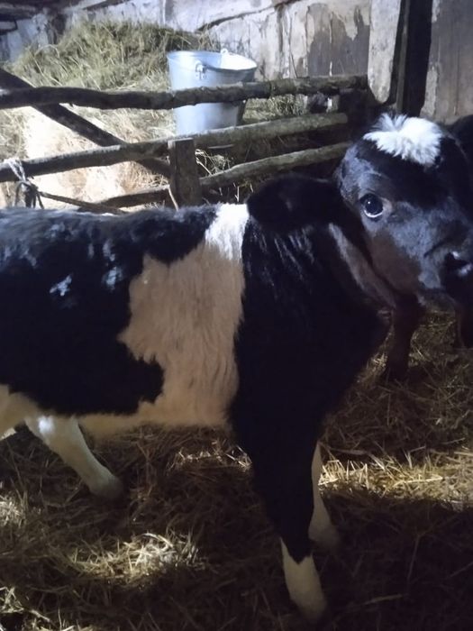 Продам бычка и телочку