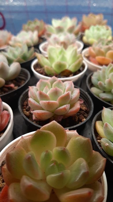 Сукуленты от 350и выше