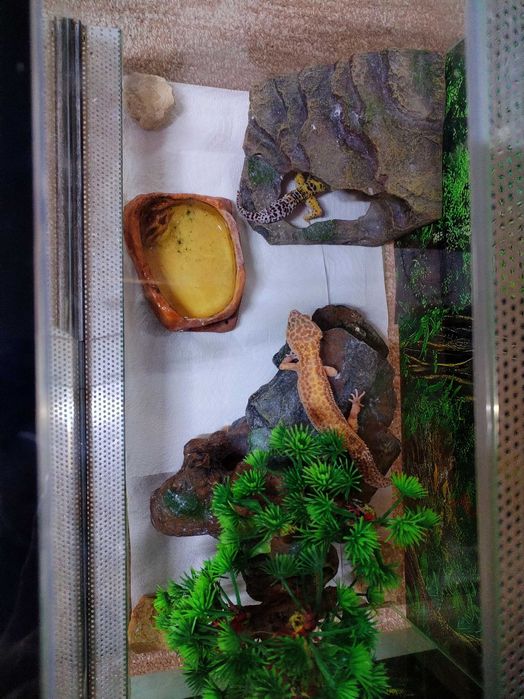 Vând 2 soparle Gecko Leopard (mascul și femelă)+terariu