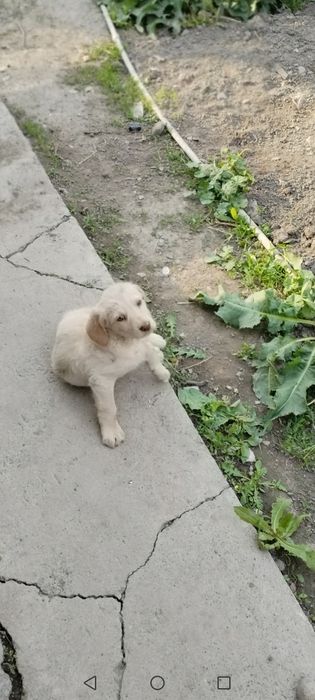 Отдам в хорошее руки щенков