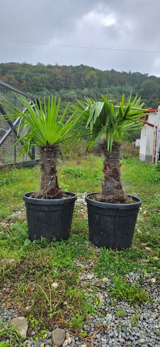 Palmieri maturi in ghiveci mare
