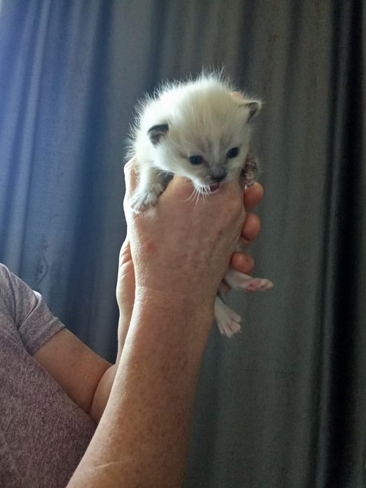 Марғаулар-  ақ ұрғашы, сұр еркек.