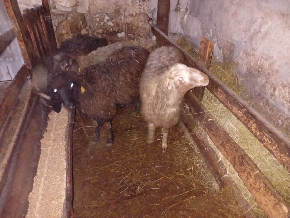 Продаются бараны