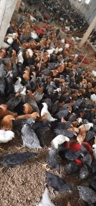 Pui de rasă mixtă și alb de carne si de ouă