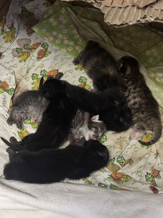 Отдам домашних котят