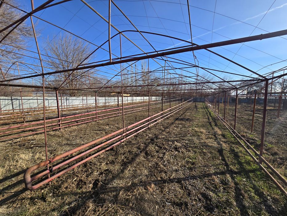 Теплица дмитровта