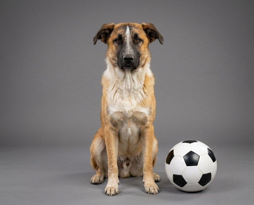 Подарите Бетховену любящую семью