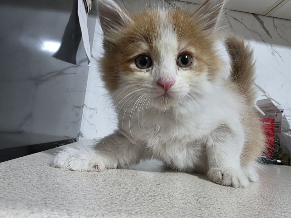 Животные домашние