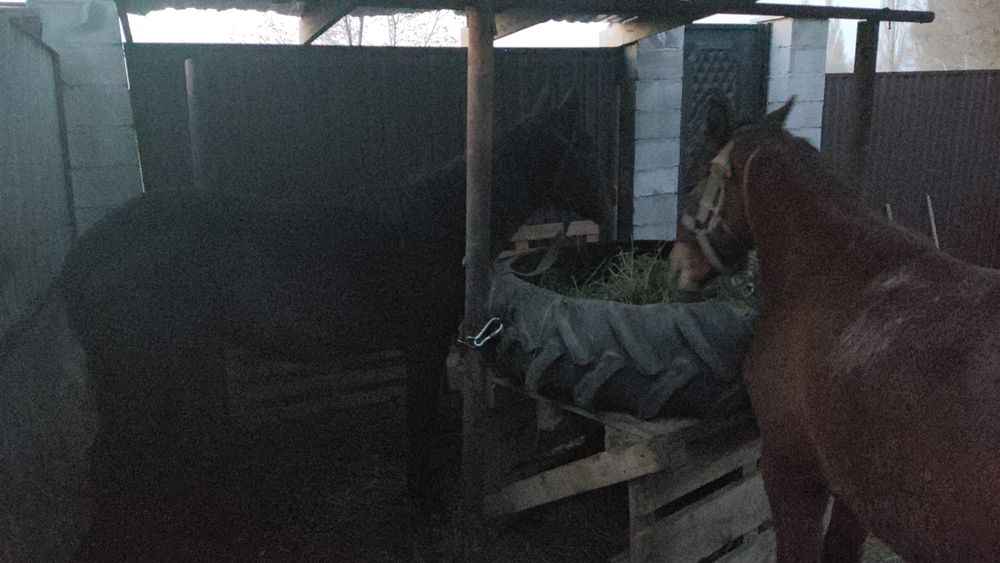 Байталдар сатамын