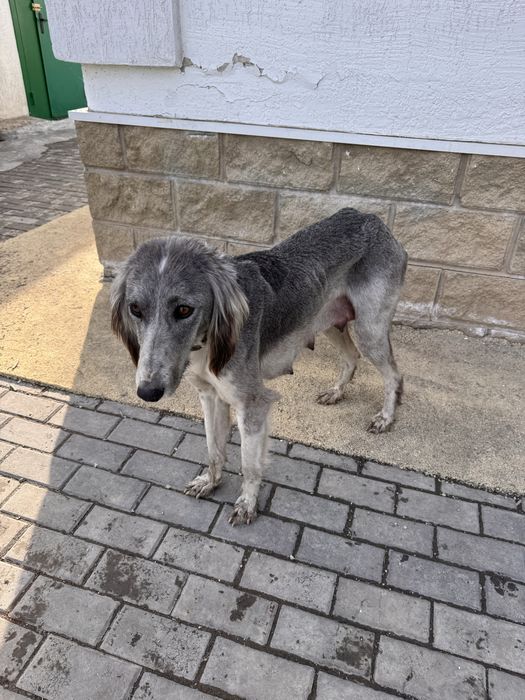 Собака тазы и ее щенки