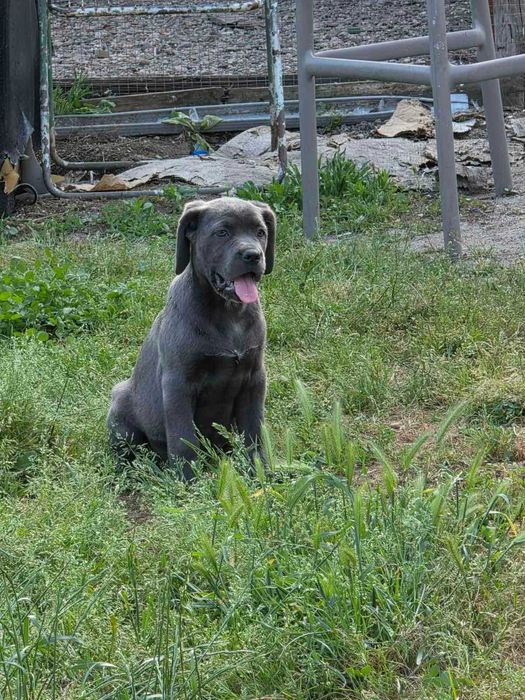 Кане корсо,Cane corso