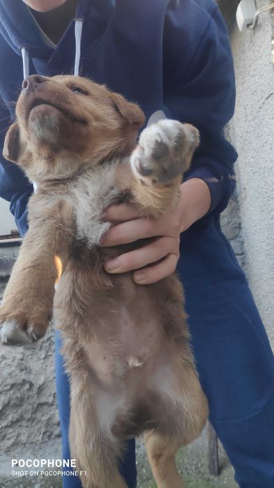 Подарявам малки кученца