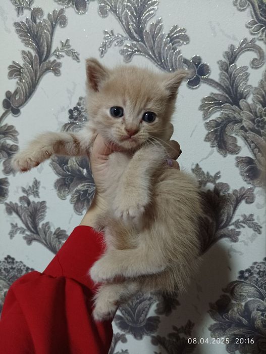 Котята шотландские