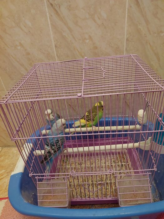 Papugay quwlar sotiladi