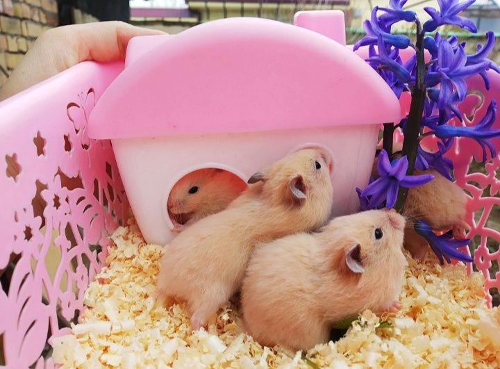 Сирийские хомяки ручные по 35.000