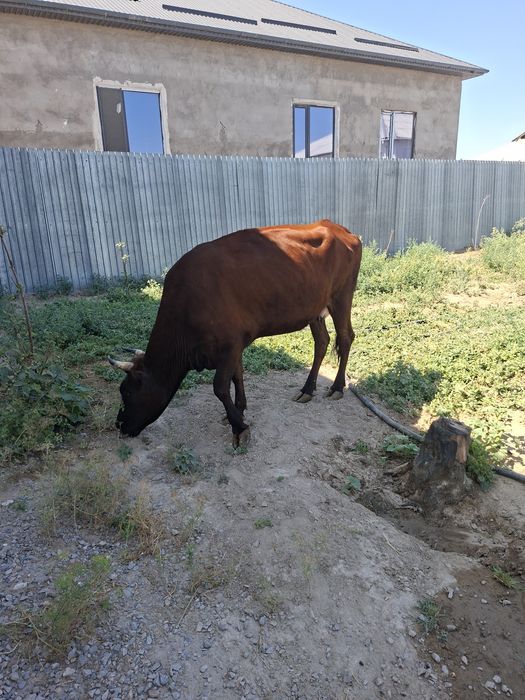 3 туган.Сиыр сатылады.