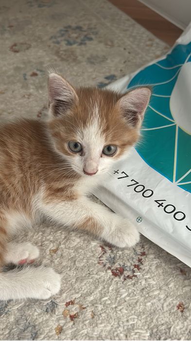 Маленькие котята