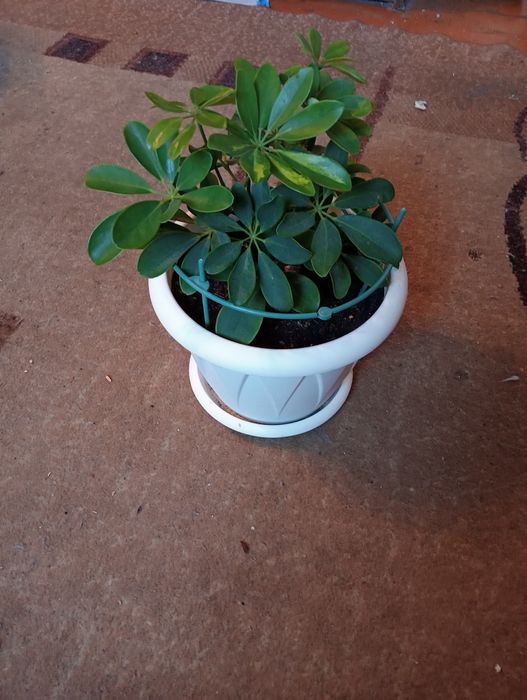 шефлера 4000 продам