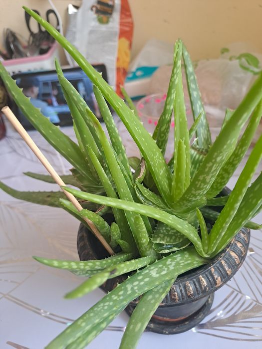 Продам Алое  1500