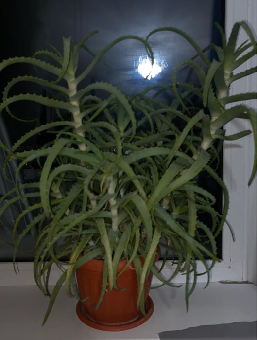 Продам Алое 8 годная.