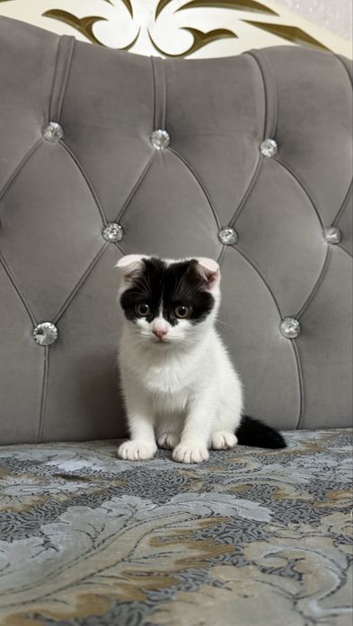 Шеслоухий котенок