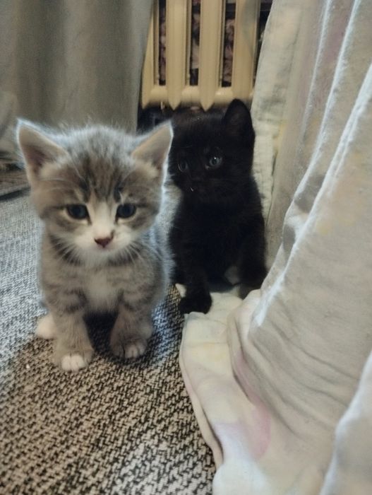 Отдам котят очень красивых